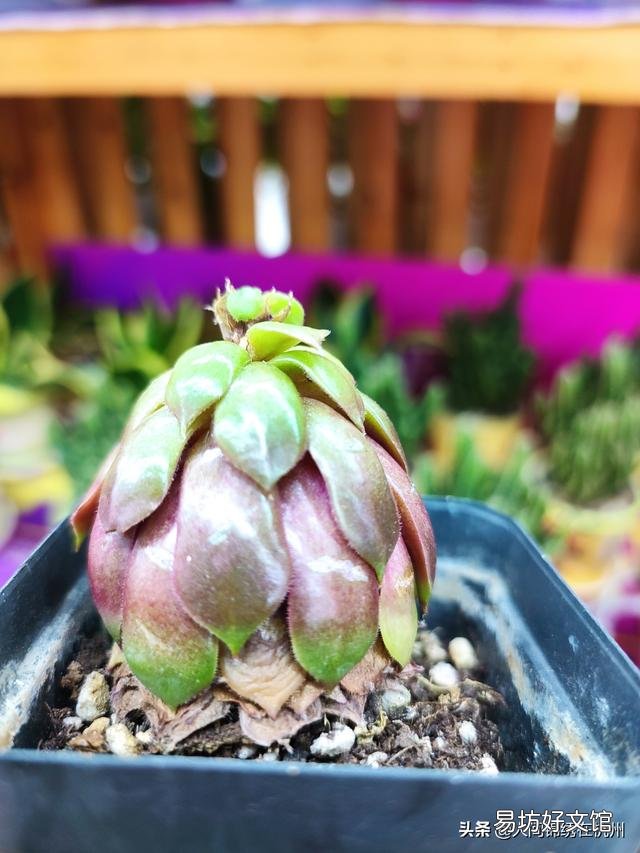 多肉植物的哪些状态说明它在“求救”?