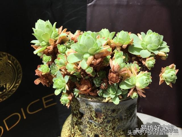 多肉植物的哪些状态说明它在“求救”?