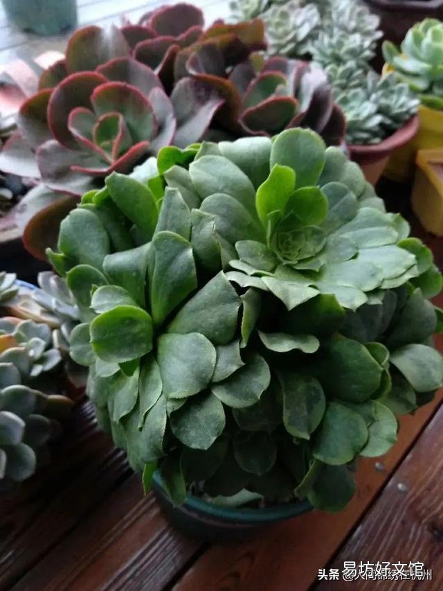 多肉植物的哪些状态说明它在“求救”?
