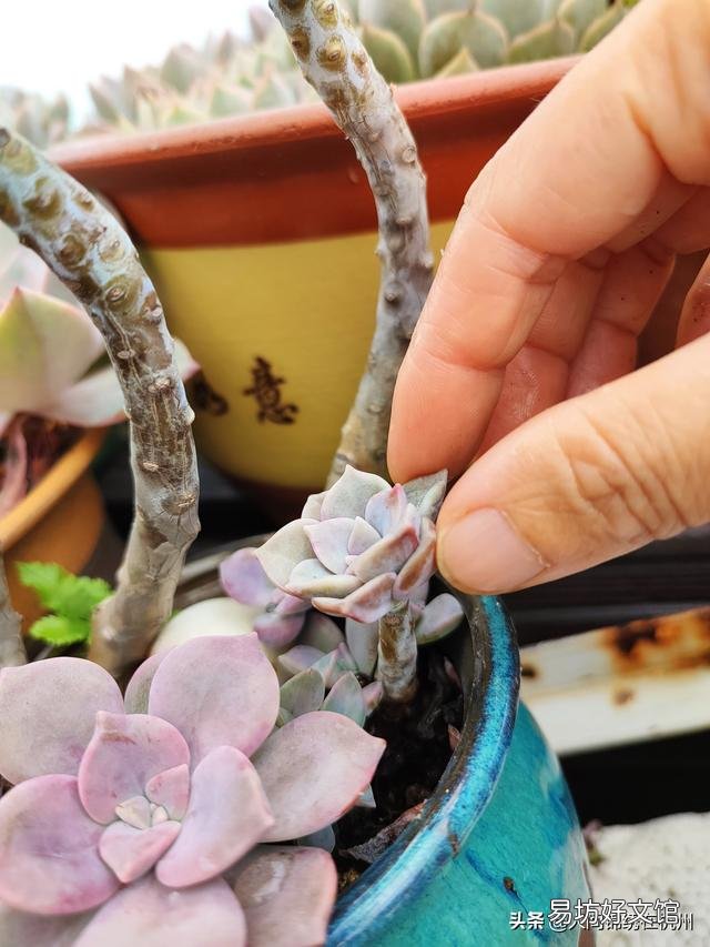 多肉植物的哪些状态说明它在“求救”?