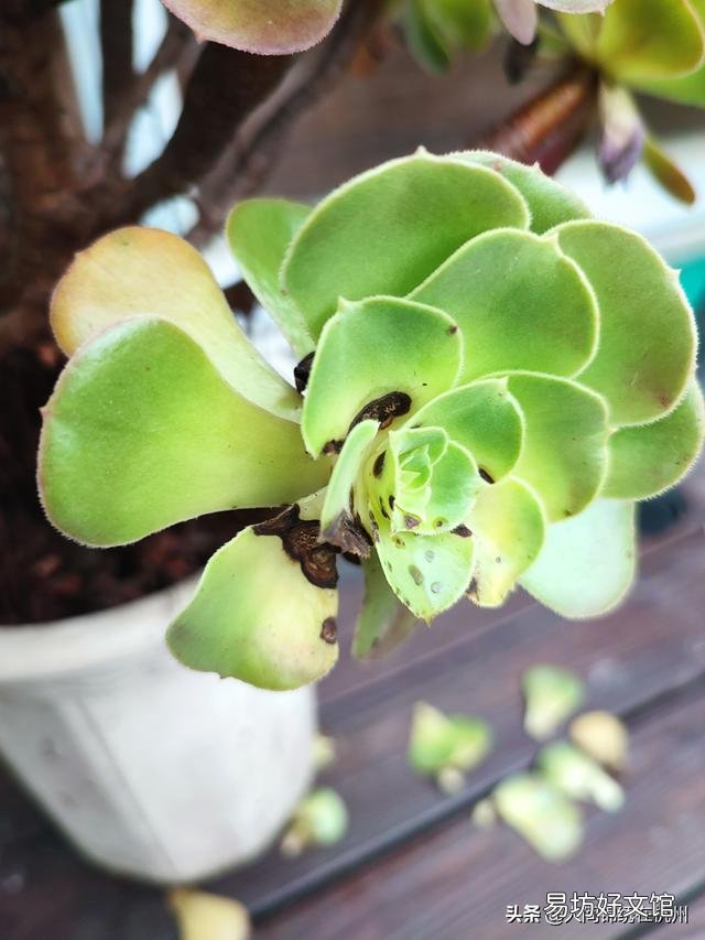 多肉植物的哪些状态说明它在“求救”?