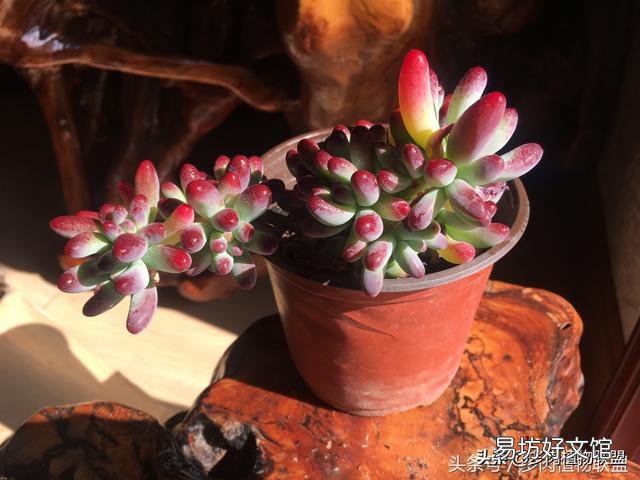多肉植物的哪些状态说明它在“求救”?