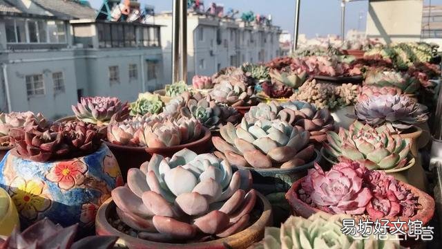 多肉植物的哪些状态说明它在“求救”?