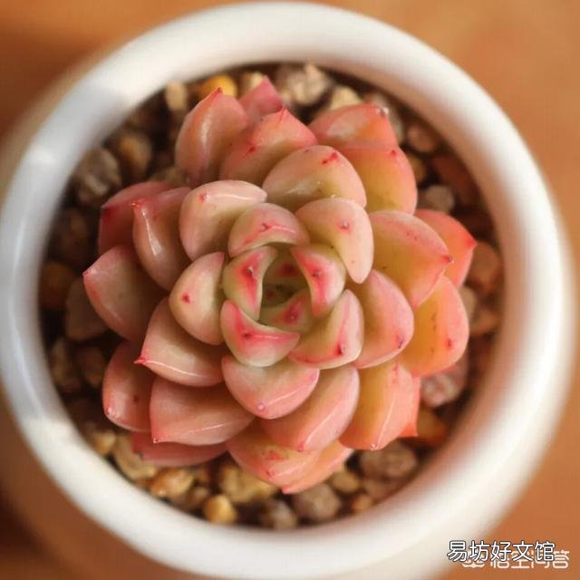 多肉植物的哪些状态说明它在“求救”?