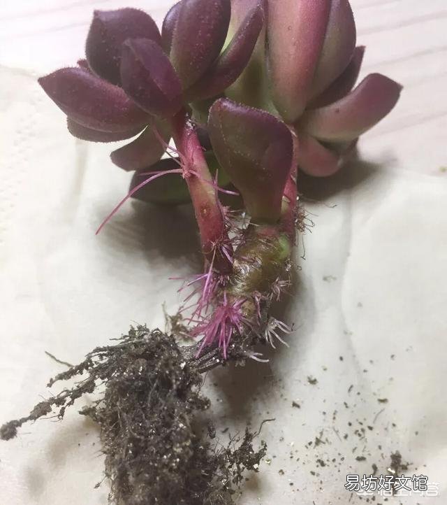 多肉植物的哪些状态说明它在“求救”?