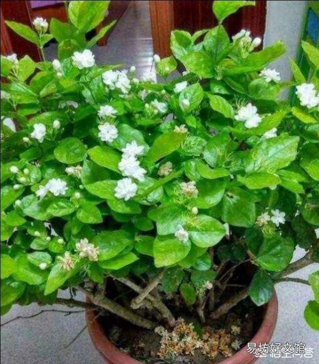 茉莉花冬天叶子落光还有救吗?越冬期间的茉莉花该如何养护呢?