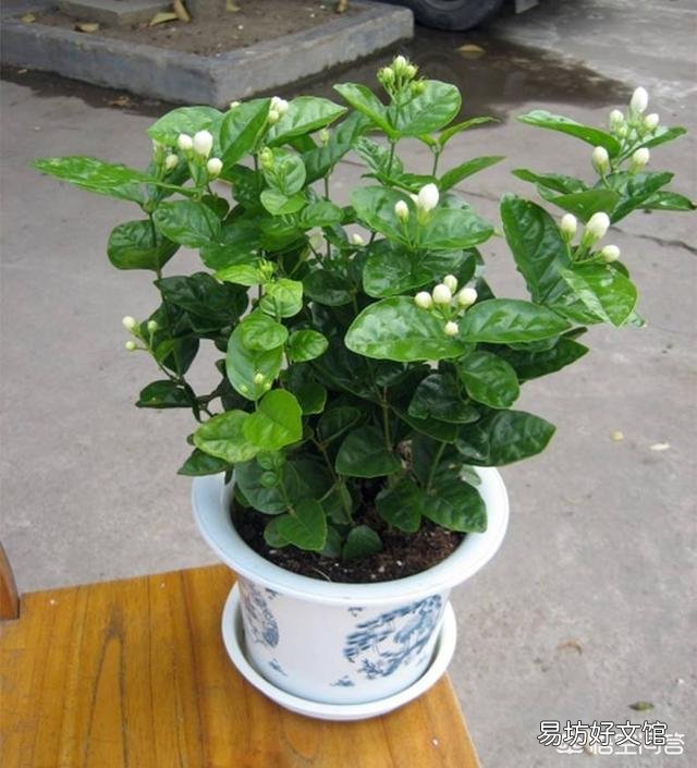 茉莉花冬天叶子落光还有救吗?越冬期间的茉莉花该如何养护呢?