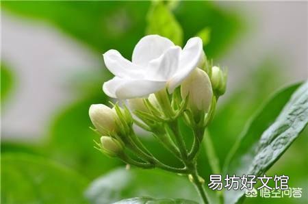 茉莉花冬天叶子落光还有救吗?越冬期间的茉莉花该如何养护呢?