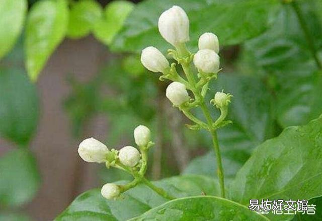 茉莉花冬天叶子落光还有救吗?越冬期间的茉莉花该如何养护呢?