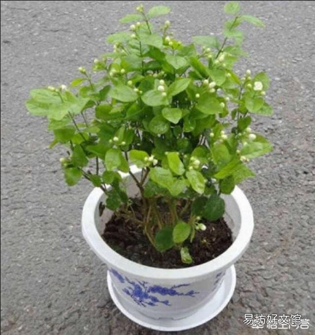 茉莉花冬天叶子落光还有救吗?越冬期间的茉莉花该如何养护呢?
