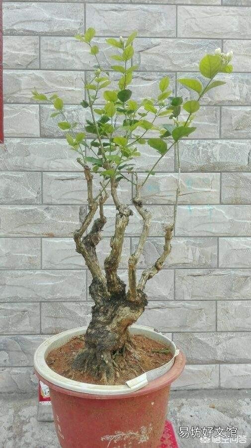 茉莉花冬天叶子落光还有救吗?越冬期间的茉莉花该如何养护呢?