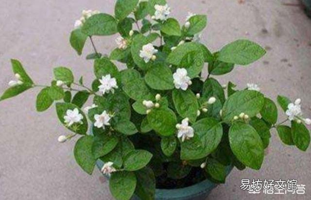 茉莉花冬天叶子落光还有救吗?越冬期间的茉莉花该如何养护呢?