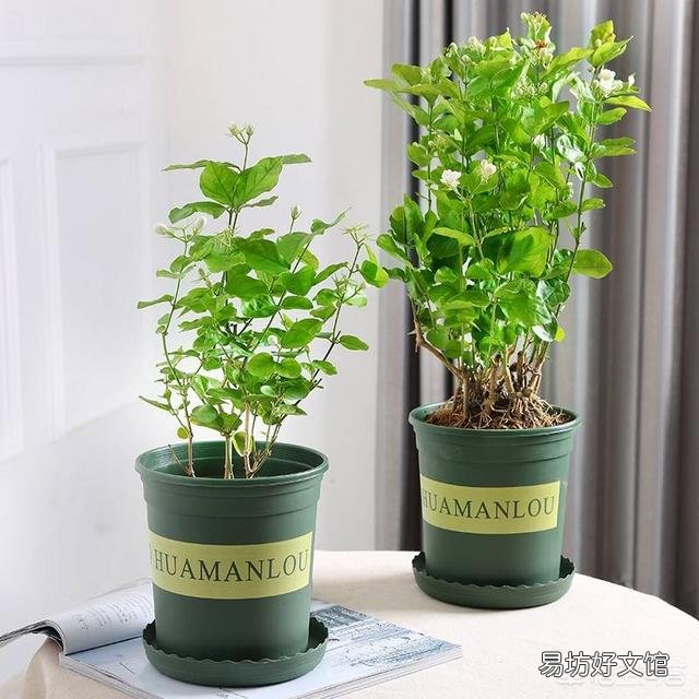 茉莉花冬天叶子落光还有救吗?越冬期间的茉莉花该如何养护呢?