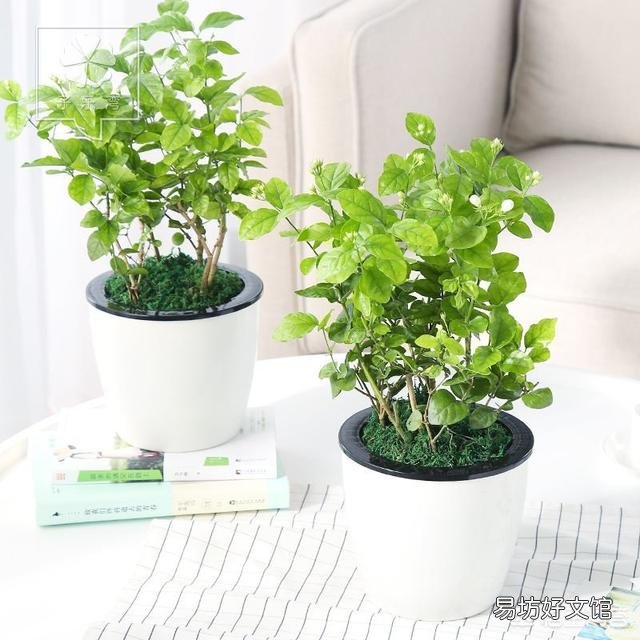 茉莉花冬天叶子落光还有救吗?越冬期间的茉莉花该如何养护呢?