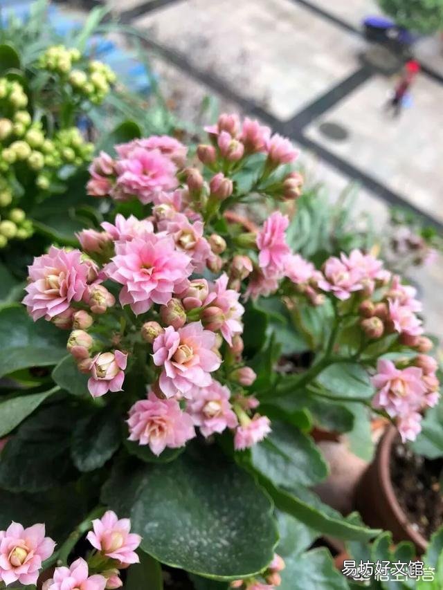 长寿花冬季应该怎么养护？冬季可以换盆吗？