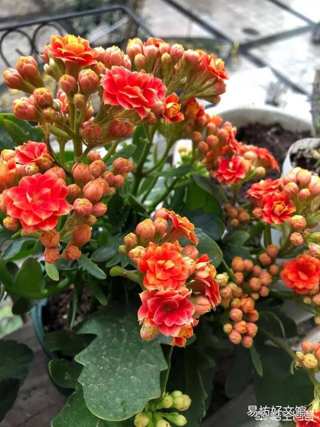 长寿花冬季应该怎么养护？冬季可以换盆吗？