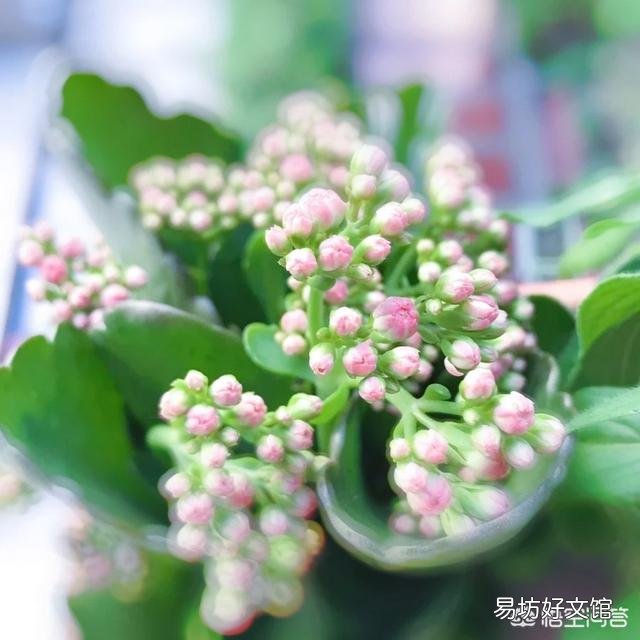 长寿花冬季应该怎么养护？冬季可以换盆吗？