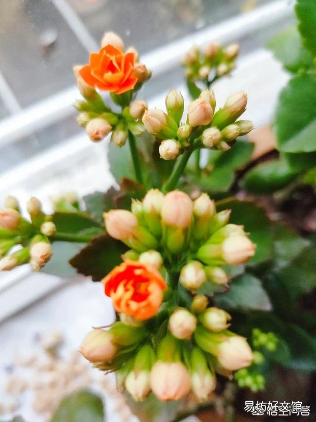 长寿花冬季应该怎么养护？冬季可以换盆吗？
