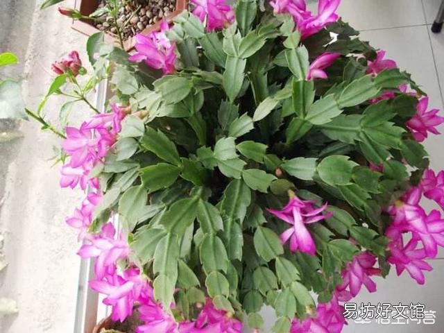 蟹爪兰掉花苞怎么办？