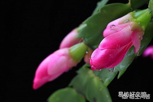 蟹爪兰掉花苞怎么办？