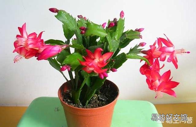 蟹爪兰掉花苞怎么办？