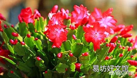 蟹爪兰掉花苞怎么办？