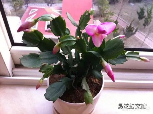 蟹爪兰掉花苞怎么办？