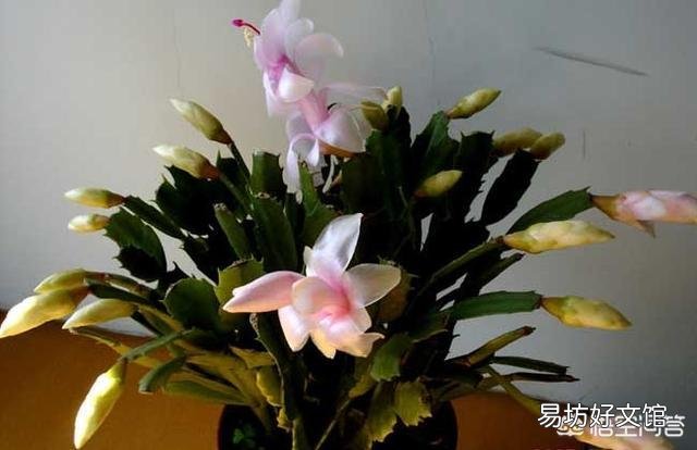 蟹爪兰掉花苞怎么办？