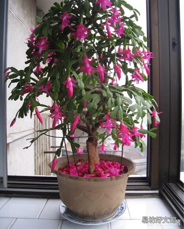 蟹爪兰掉花苞怎么办？