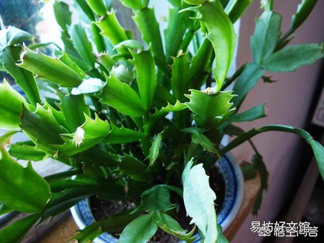 蟹爪兰掉花苞怎么办？