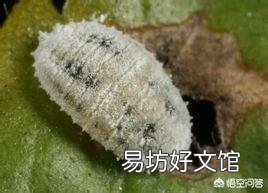 如何消灭花卉上的根粉蚧？