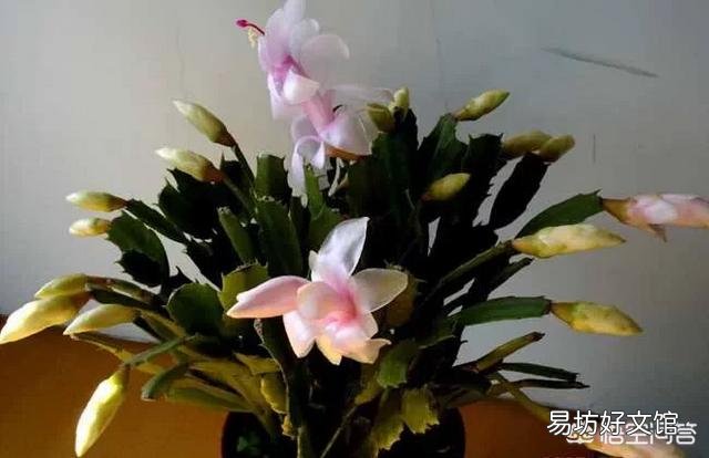 蟹爪兰掉花苞怎么办？