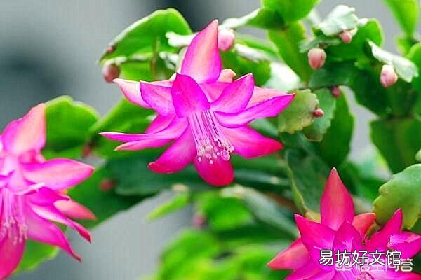 蟹爪兰掉花苞怎么办？