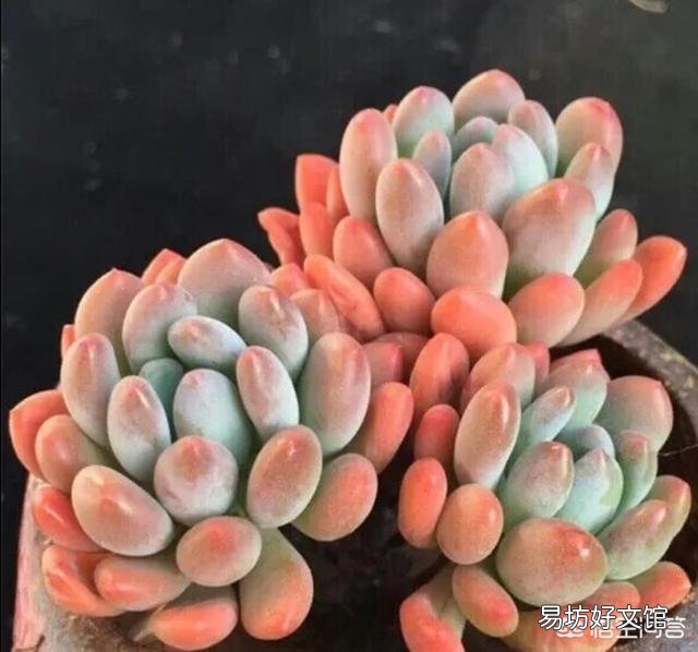在冬天的空调房内，怎么给多肉浇水？