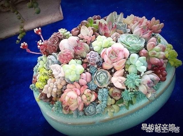 在冬天的空调房内，怎么给多肉浇水？