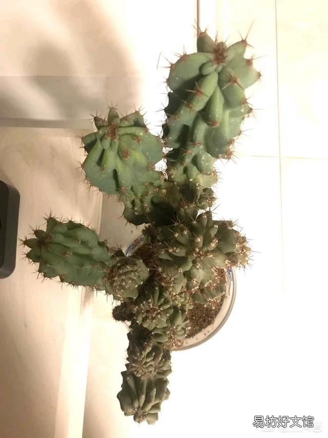 青石山可以嫁接蟹爪兰吗?