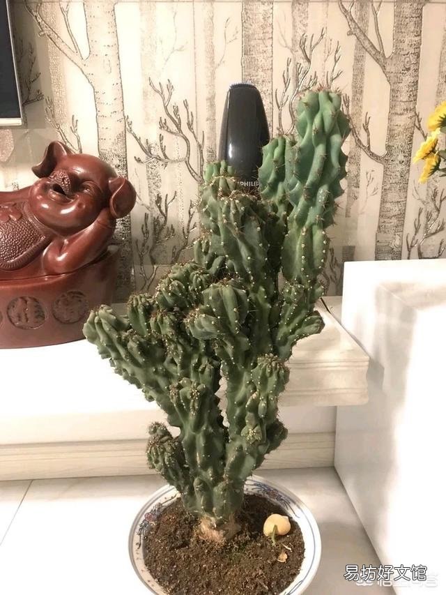 青石山可以嫁接蟹爪兰吗?