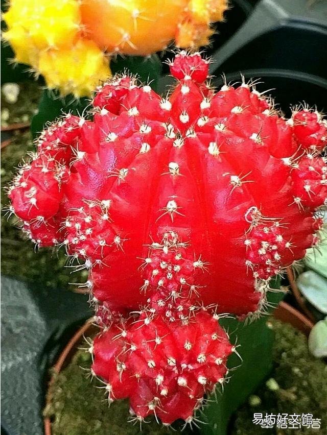 嫁接在火龙果上面的仙人球,可以重新栽在土里吗?