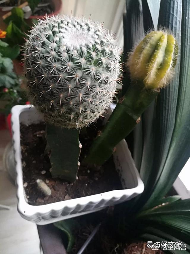 嫁接在火龙果上面的仙人球,可以重新栽在土里吗?
