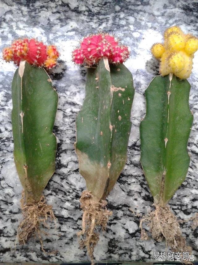 嫁接在火龙果上面的仙人球,可以重新栽在土里吗?