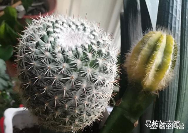 嫁接在火龙果上面的仙人球,可以重新栽在土里吗?
