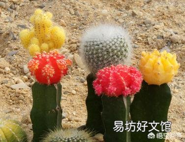 嫁接在火龙果上面的仙人球,可以重新栽在土里吗?