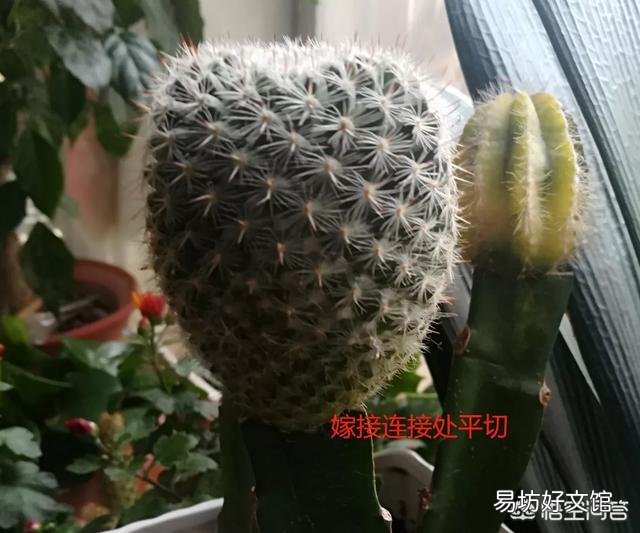 嫁接在火龙果上面的仙人球,可以重新栽在土里吗?