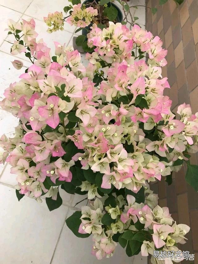 三角梅的花瓣不红是怎么回事？