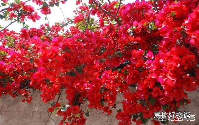 三角梅的花瓣不红是怎么回事？