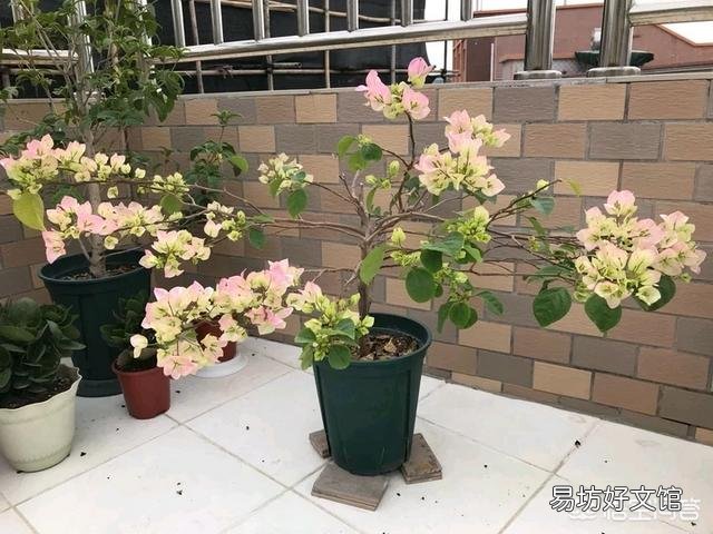 三角梅的花瓣不红是怎么回事？