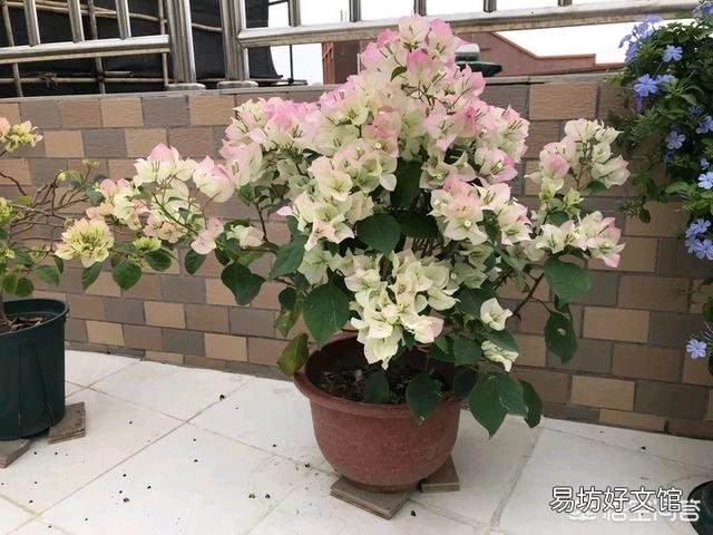 三角梅的花瓣不红是怎么回事？