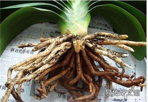 养的君子兰从夏天到现在一直不长叶子,这是怎么回事?