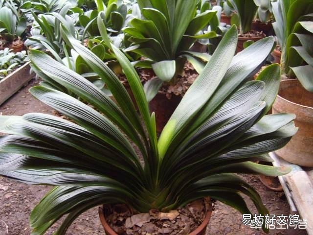 养的君子兰从夏天到现在一直不长叶子,这是怎么回事?