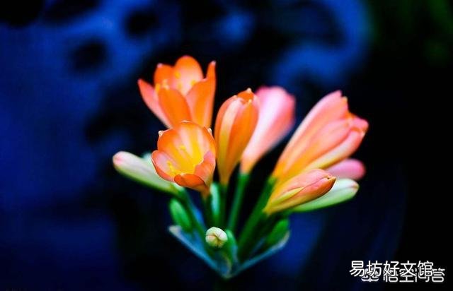 养的君子兰从夏天到现在一直不长叶子,这是怎么回事?